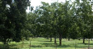 Pecan Orchard