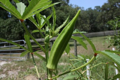 Okra