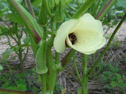 Okra  Flower