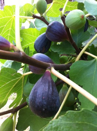 The Fig