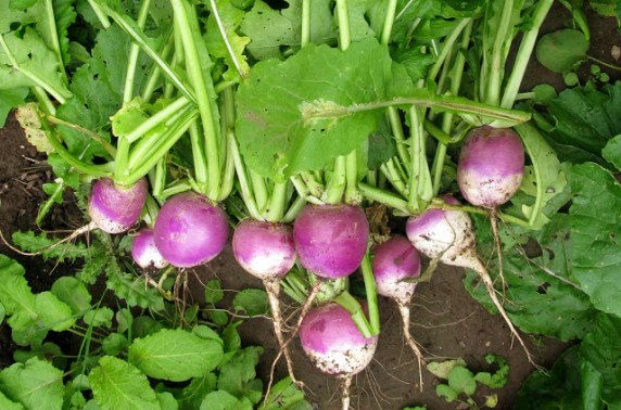 Turnips
