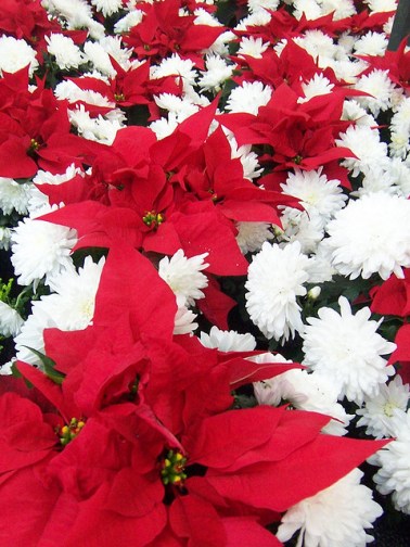 plants for the hoildays