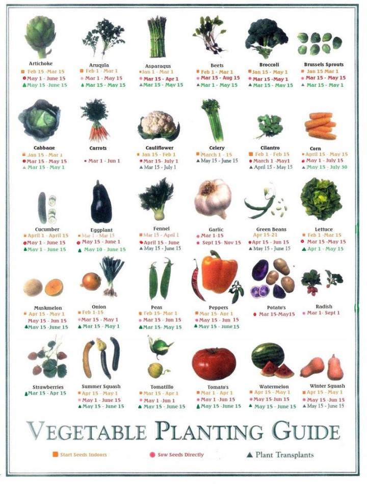 The Vegetable Planting Guide