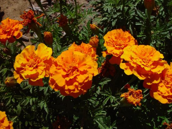 Orange Marigolds