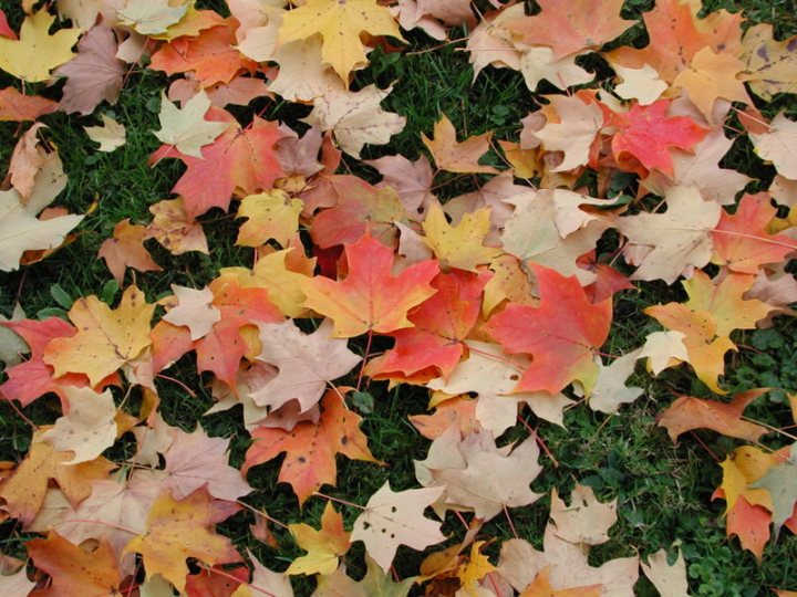 Fallen Leaves  (Massachusetts; Oct 2003)