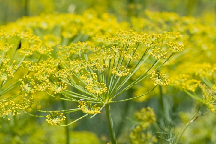 Fennel Flower