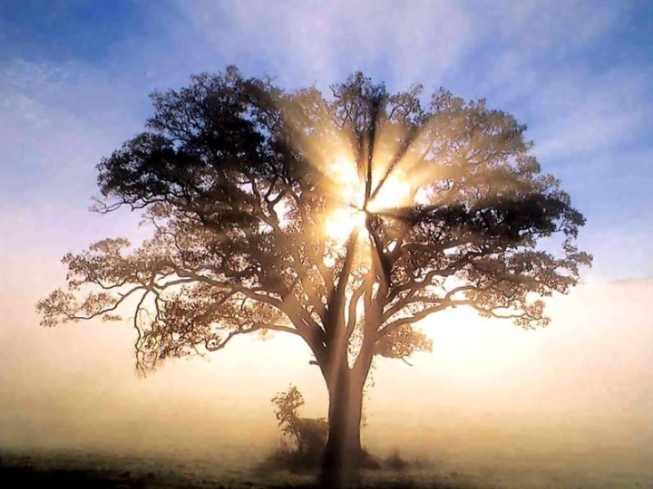 Tree of light jpg